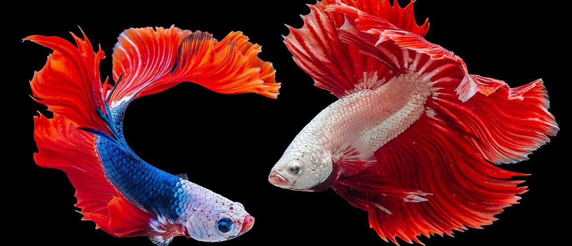 betta