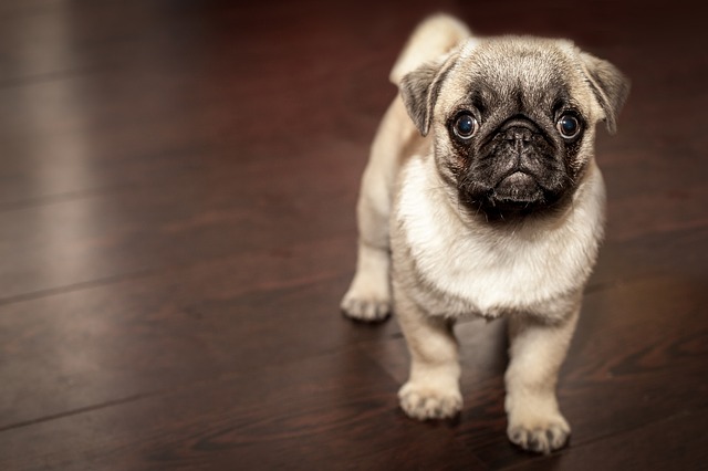 štěně mops
